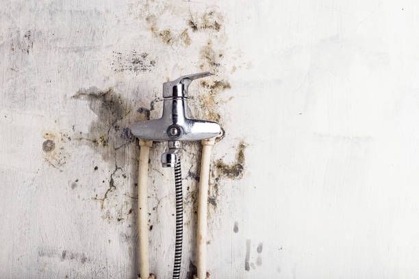 Best Mold Remediation Services  in Los Gatos, CA