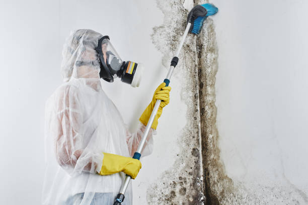 Mold Removal and Inspection in Los Gatos, CA