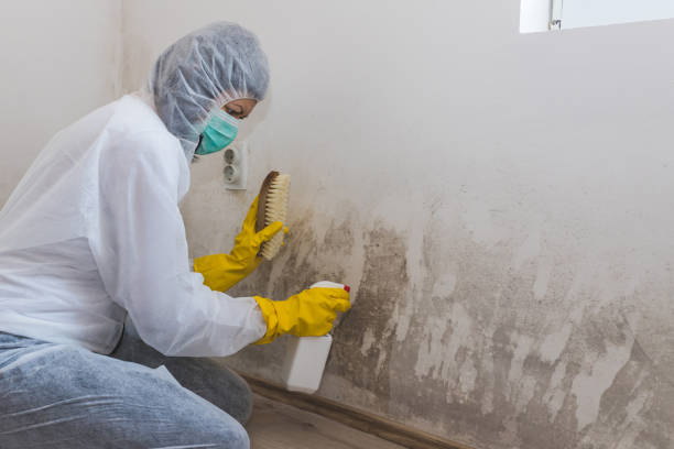 Professional Mold Removal in Los Gatos, CA