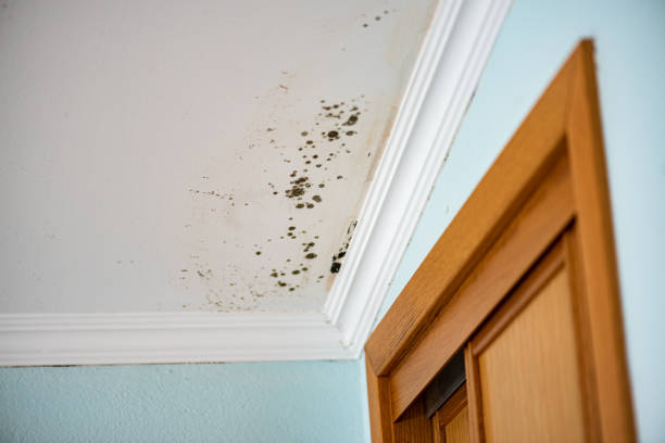 Best Mold Cleaning Services  in Los Gatos, CA