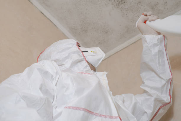 Best Mold Remediation Experts  in Los Gatos, CA