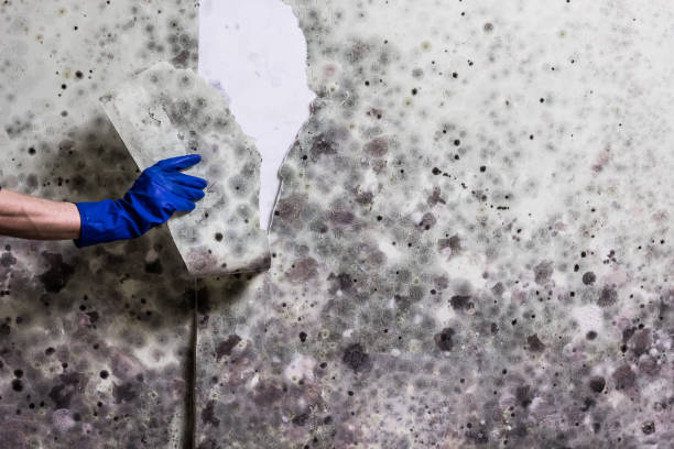 Crawl Space Mold Removal in Los Gatos, CA