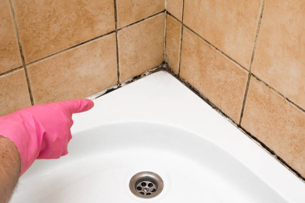 Best Crawl Space Mold Removal  in Los Gatos, CA