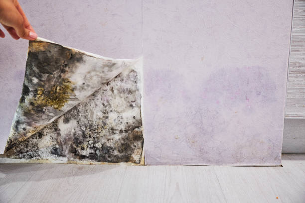 Professional Mold Removal in Los Gatos, CA